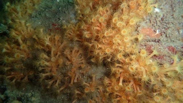  Formas de vida únicas 